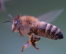 Bienenforschung