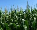 Globaler Maisverbrauch 