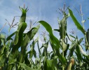 Maisanbau zur Biogasnutzung deutlich ausgeweitet