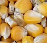 Niedersachsen verschleppt Klrung um genmanipuliertes Mais-Saatgut 