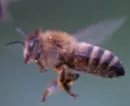 Schweizer Studie: Clothianidin-Beize gefhrdet Bienen nicht