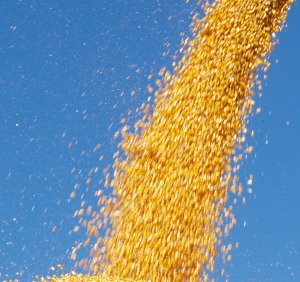 Bioethanol aus Mais