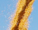Der gelbe Planet - unsere Welt ist der Mais
