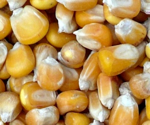Einfuhrzoll Mais