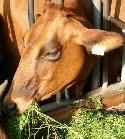 Fütterung von Kühen mit gentechnisch modifiziertem Mais