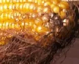 Genmanipulierter Mais