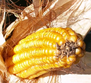 Gentechnisch veränderter Mais?