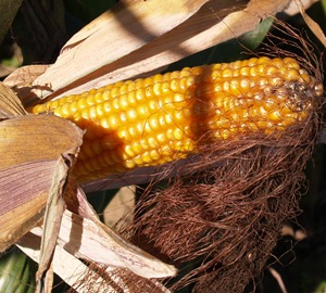 Gentechnisch veränderter Mais