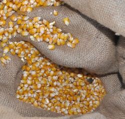 Gentechnisch verunreinigtes Mais-Saatgut