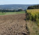 Geringe Zunahme des Ackerlandes in Bayern 2009