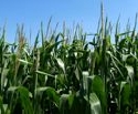 Getreideanbaufläche um 21.200 Hektar verringert
