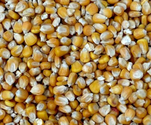 Getreidemarkt Maispreis