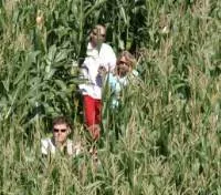 Grtes Maislabyrinth Deutschlands