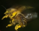 Imker warnen vor Genmais-Verbreitung durch Bienen