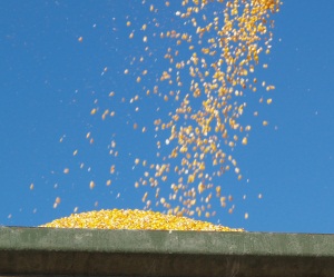 Mais-Saatgut ohne Gentechnikspuren
