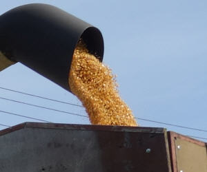 Maispreis Warenterminmarkt