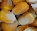 Maissaatgut-Verunreinigung