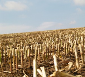 Nachhaltige Maiszünslerbekämpfung