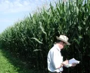 Umweltschtzer verlangen Anbau-Verbot fr Gen-Maissorte MON810