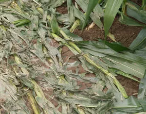 Unwetterschden an Maispflanzen